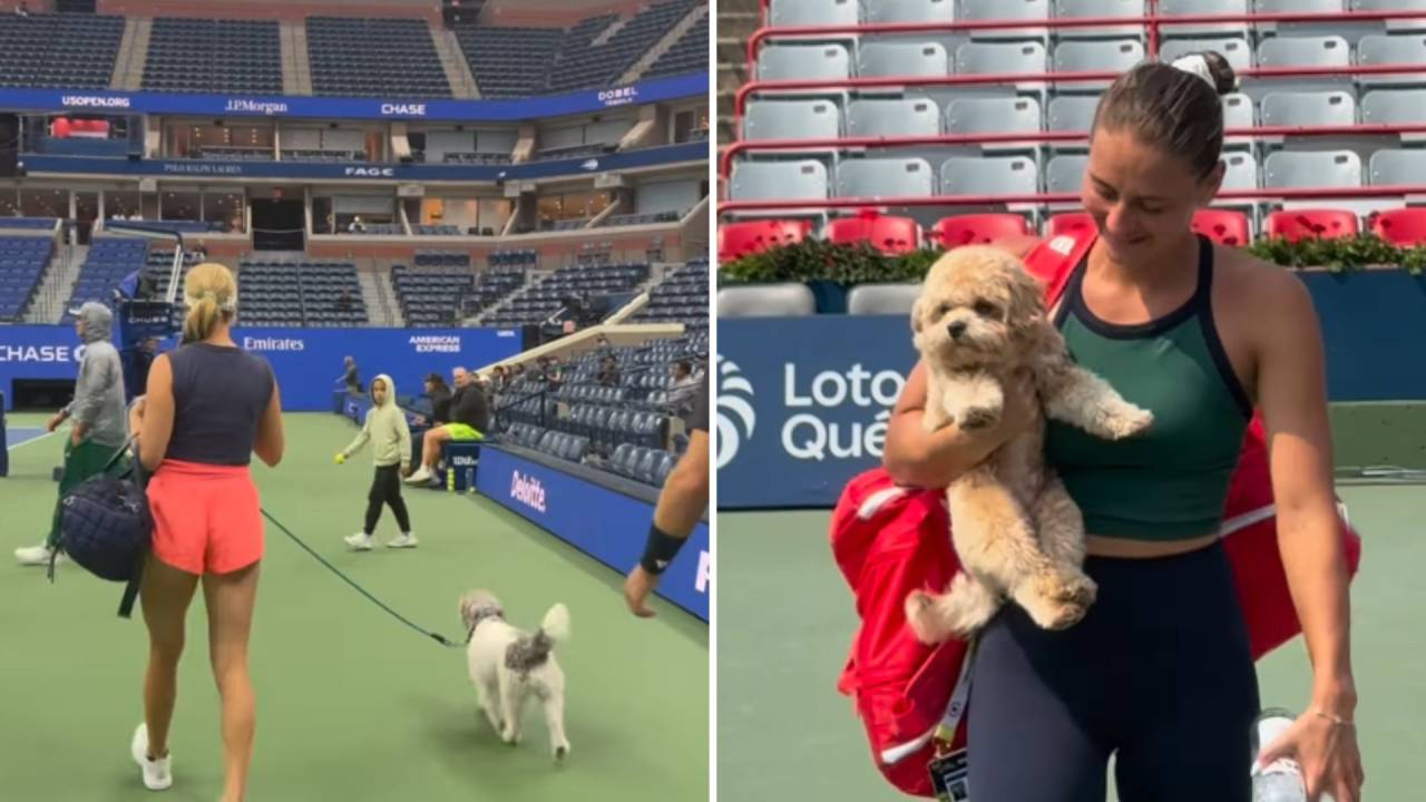 Por que cães ganham espaço na comitiva dos tenistas no US Open